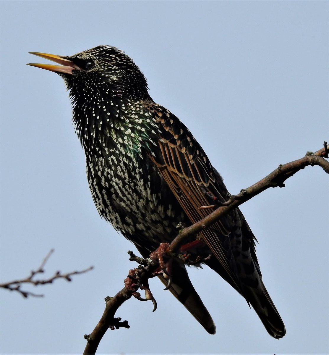 One if our more-voiciferous birds: the Starling. ❤️
