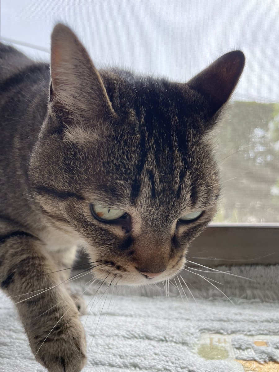ねこ tweet media