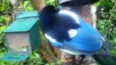 tourscotland's tweet image. Today's Tour #Scotland short 4K #Spring Monday wildlife nature camera travel video Blog clip of the sight and sounds of a beautiful, sociable, black and white #Magpie #Bird spotted eating on morning visit and trip to my #Scottish cottage garden  tour-scotland-photographs.blogspot.com/2026/05/magpie…
