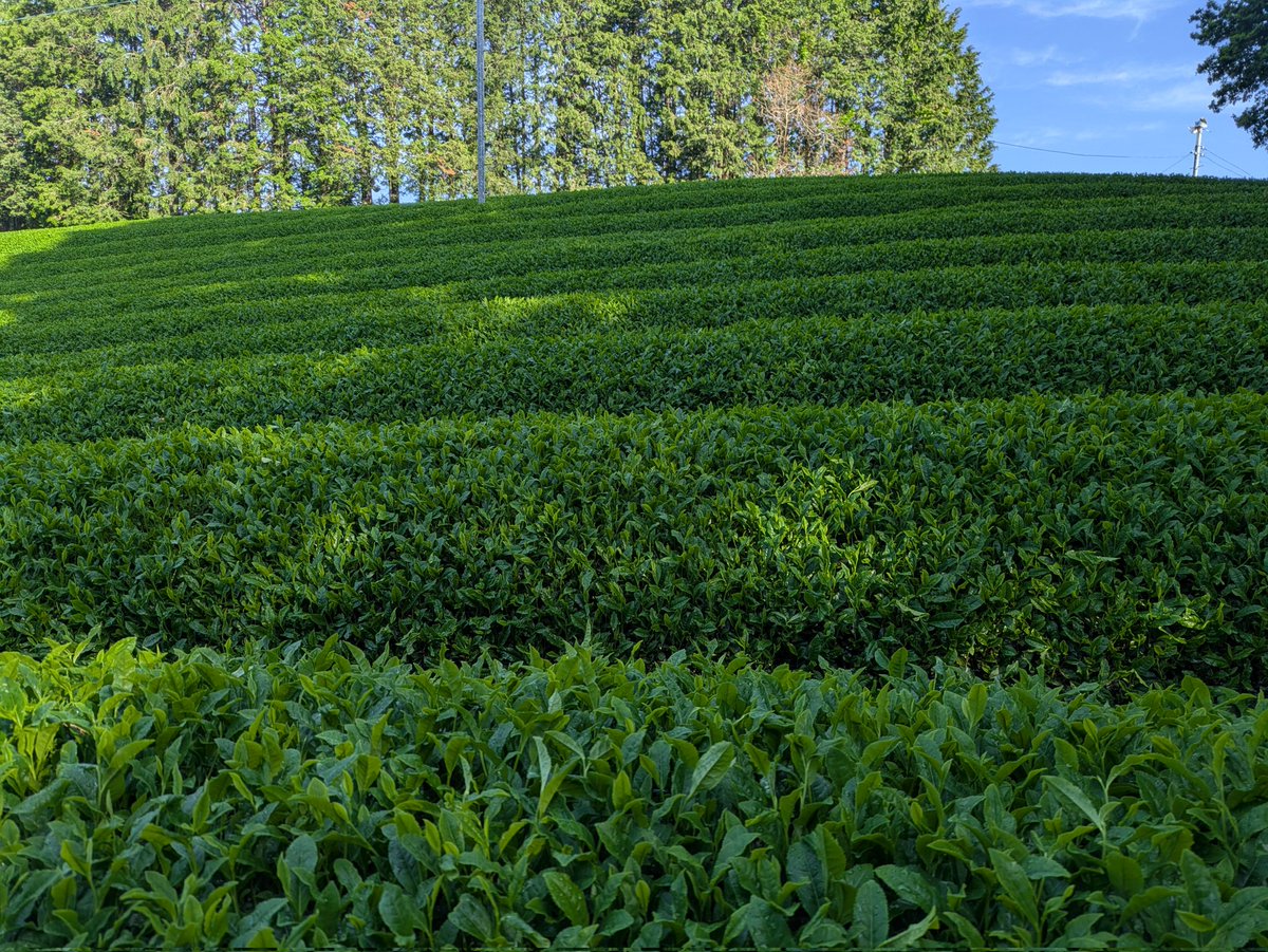 江籠純平🍵お茶農家 tweet media
