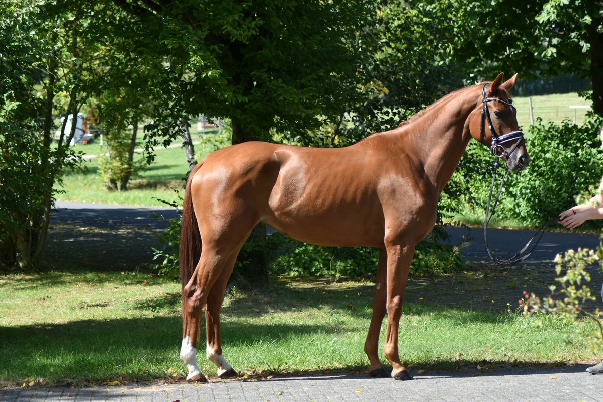 ehorses.com - horse market tweet media