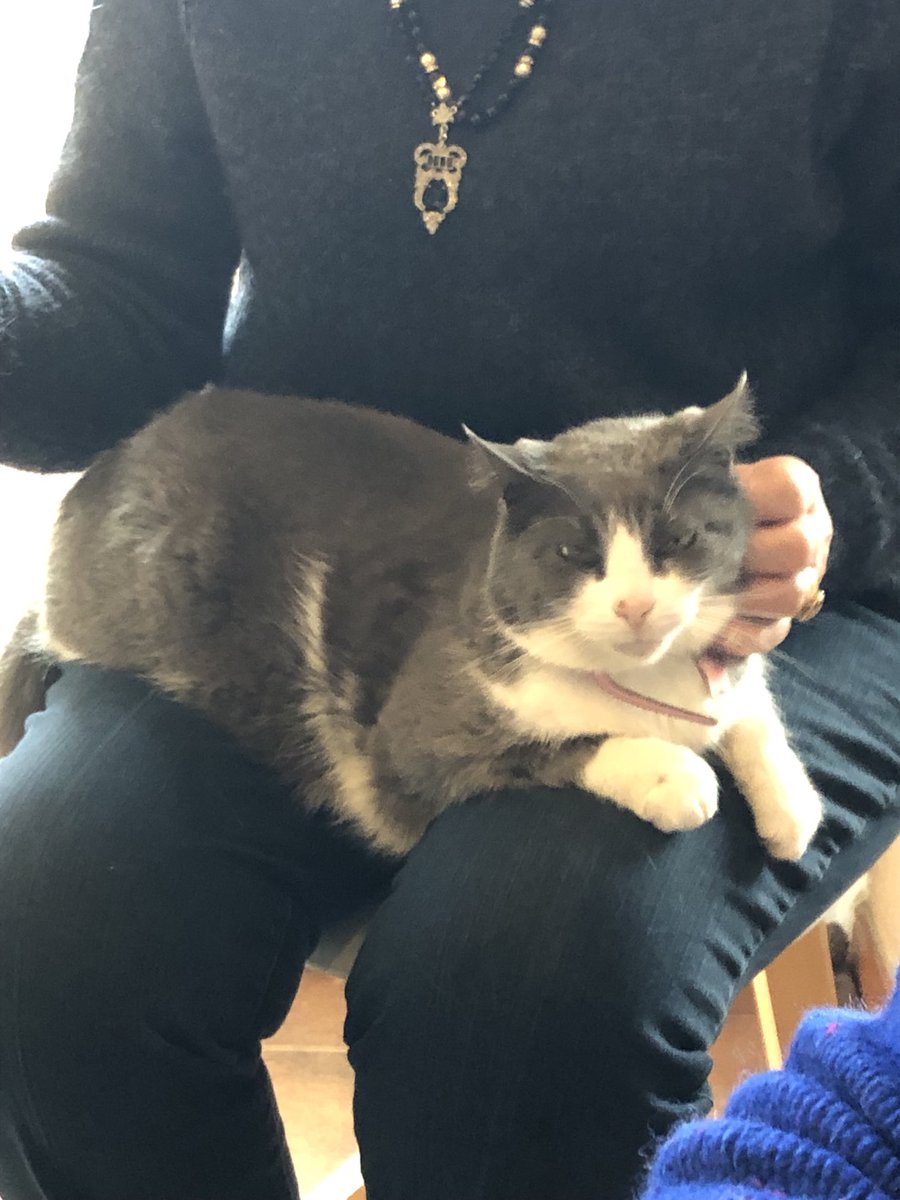 Jacquel95984318's tweet image. We have some sad news. Our friend, Nouméa, crossed OTRB today after a short illness. 😿💔🌈🩶🤍🩶🌈 Love Dennis-Wilbur. 🖤🖤🖤 #Cats #CatsOnTwitter  #CatsOfTwitter #Hedgewatch #Hedgewatchers #CatsOnX #CatsOfX