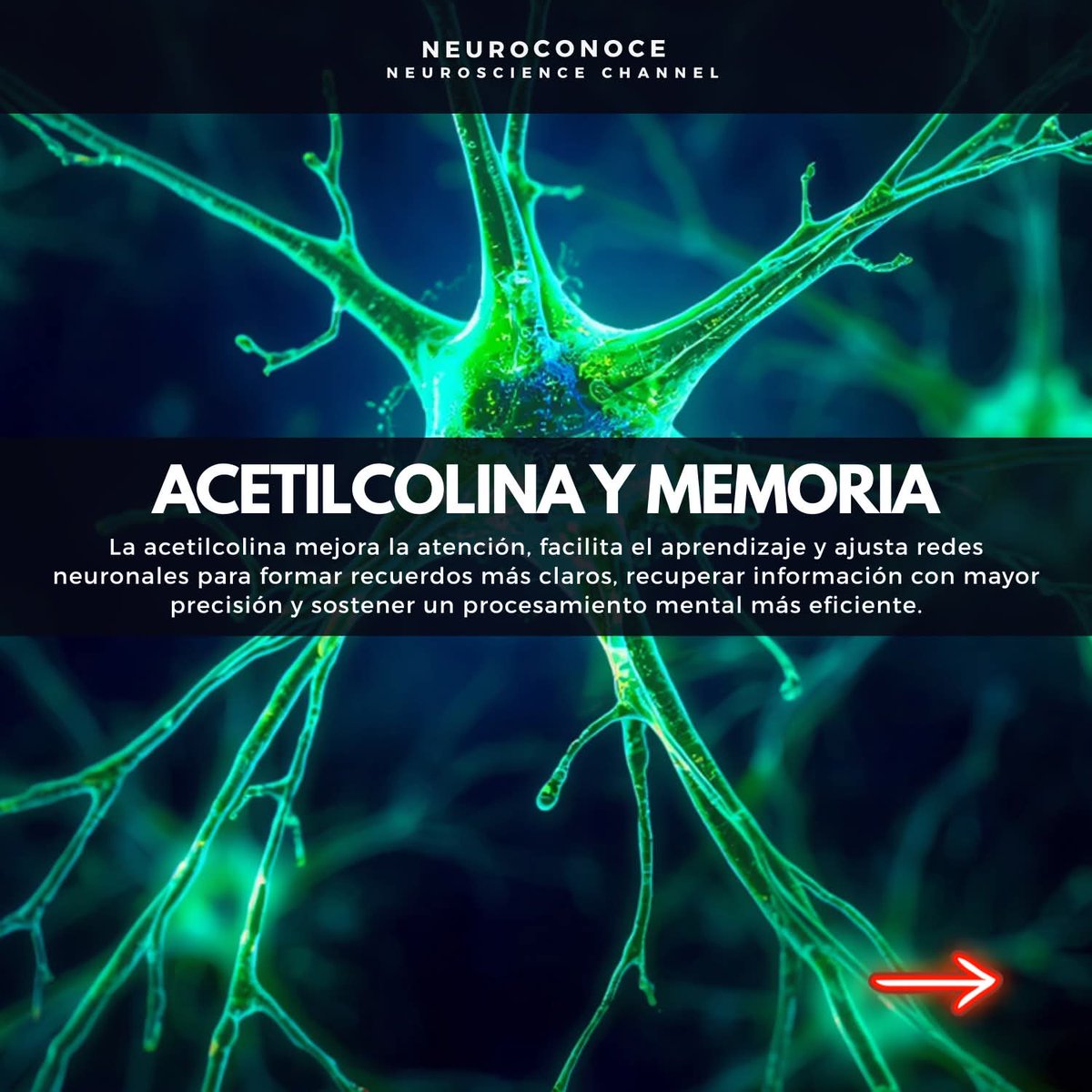 La acetilcolina es uno de los mensajeros químicos más importantes del sistema nervioso. En el tema de la memoria, su papel no consiste en “almacenar” recuerdos como si fuera una caja donde se guardan datos. Su función principal es modular cómo trabajan las redes cerebrales 👇