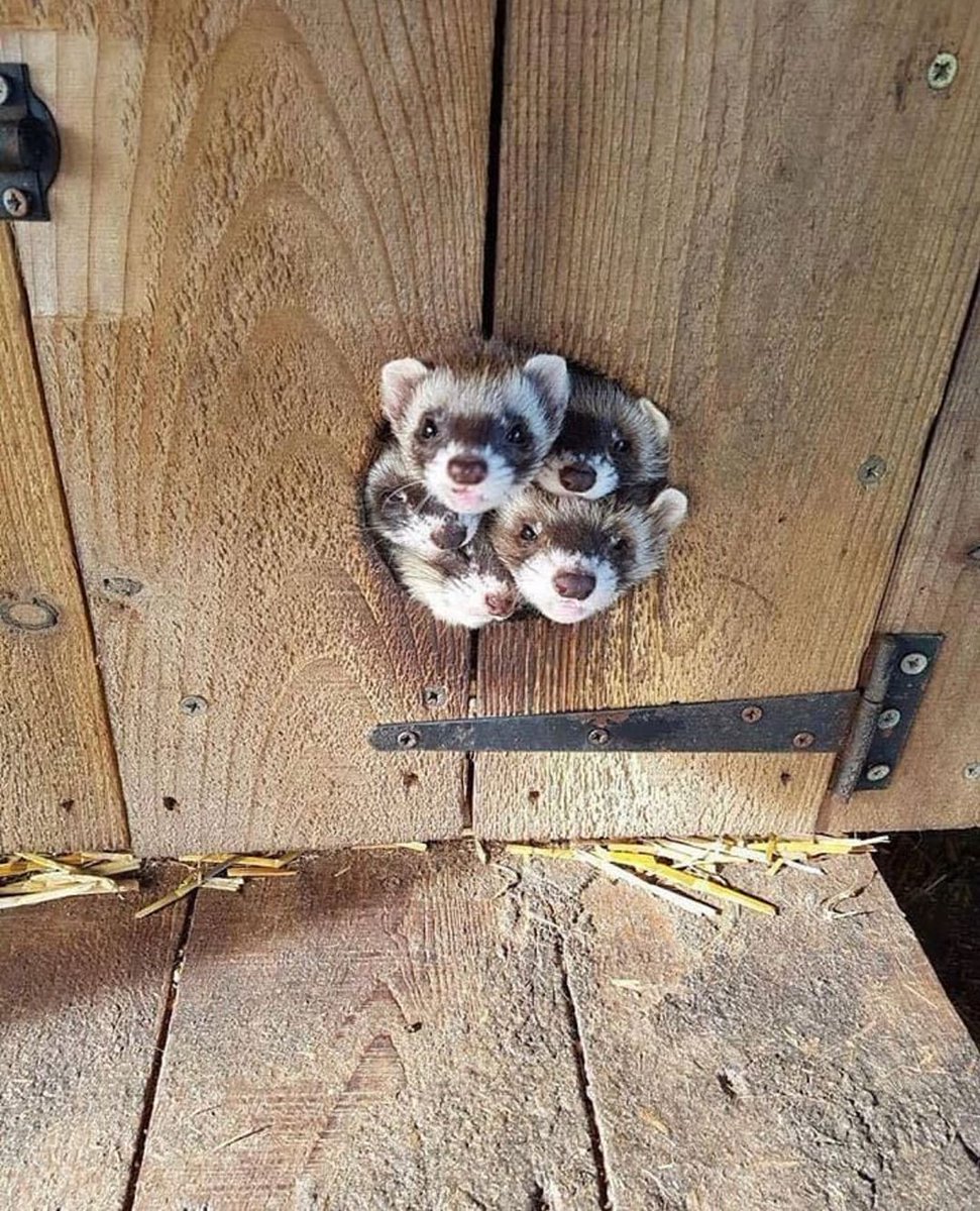 Ferret Every Hour tweet media