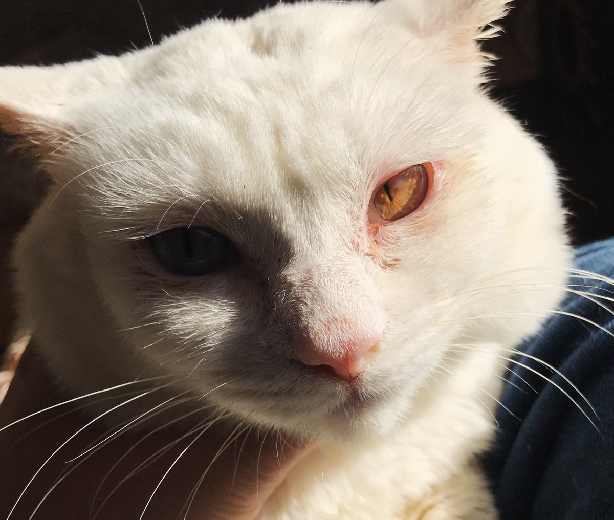 nekokamasu's tweet image. 朝陽と宝石。今日も生きんぞ。 #cat  #猫  #ねこ
