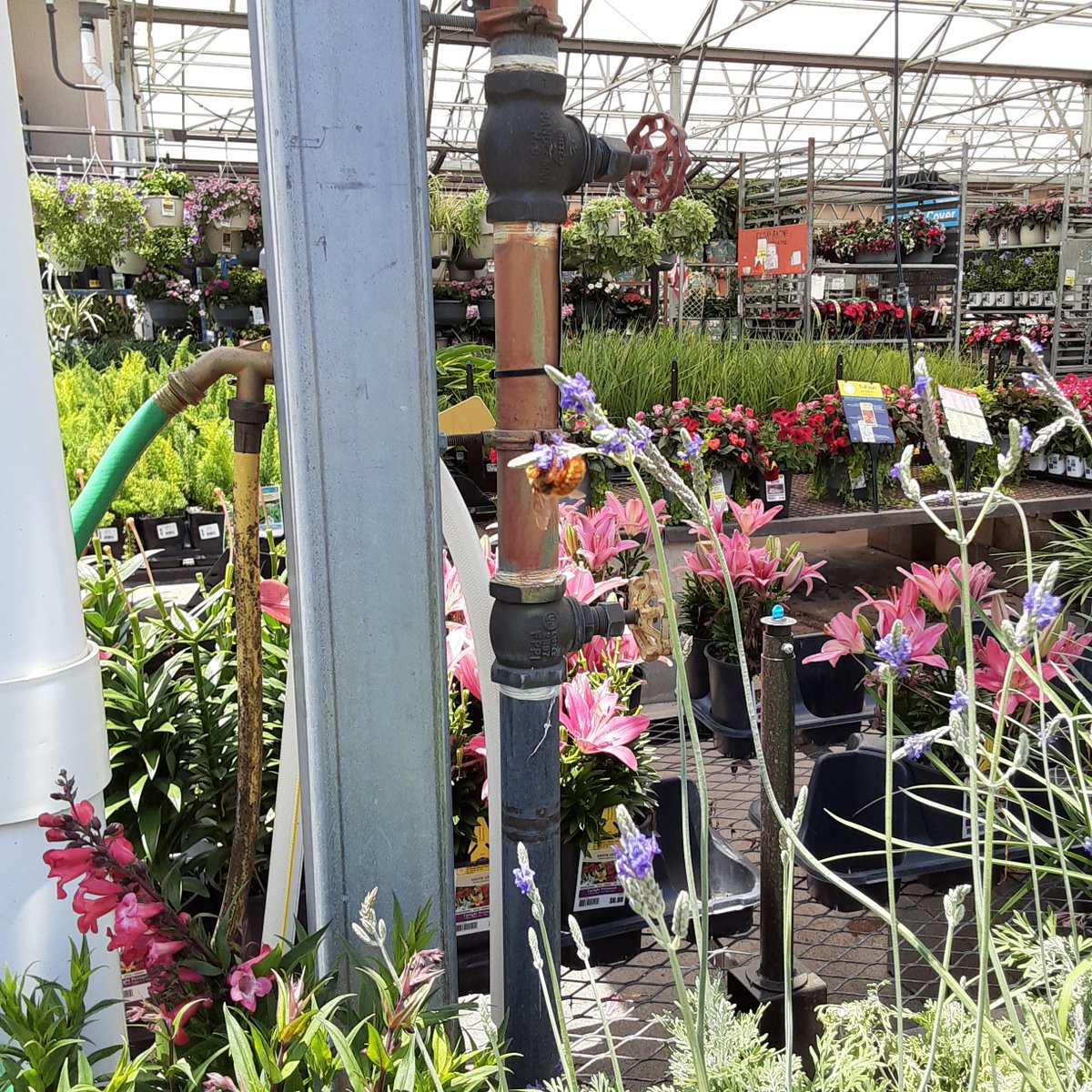 Sarah_H115's tweet image. At work usually the biggest #bees I see are black, but today I saw a gold colored bee that was bigger.