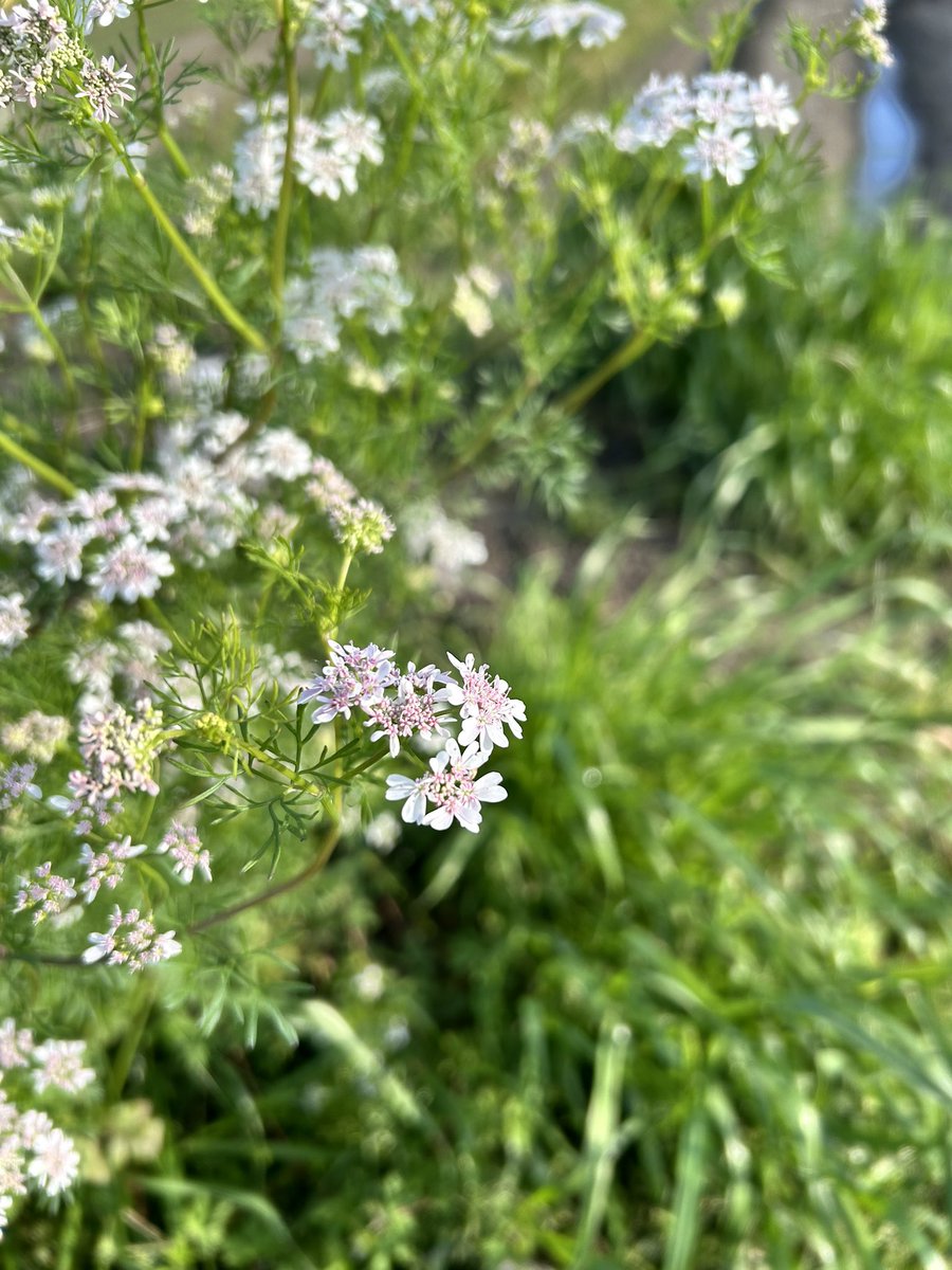 可憐な花。Google先生はコリアンダーと。香ってみるが分からず。が、何となくらしい香り。
