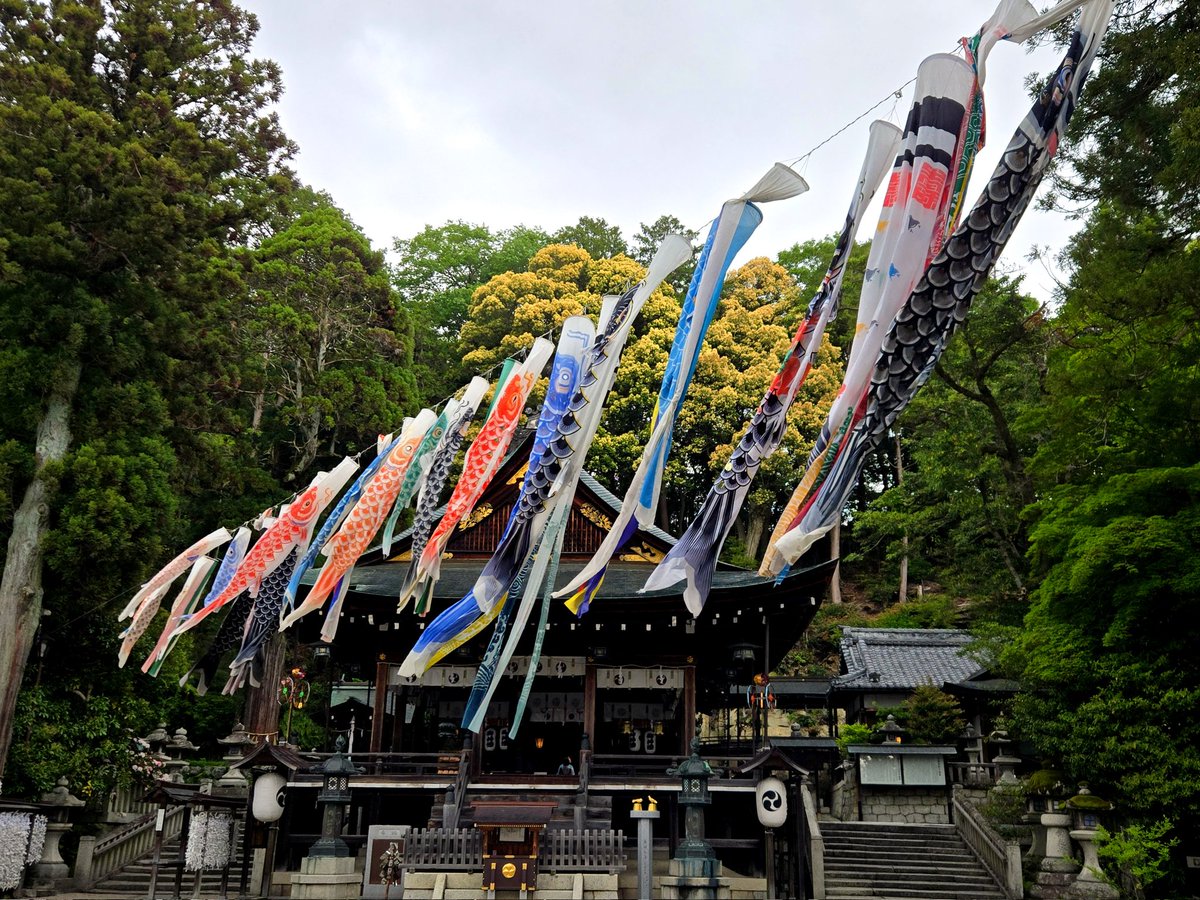 tw_linlin's tweet photo. おはようございま〜す☀️
昨日の近江八幡宮(日牟禮八幡宮)の鯉のぼり🎏
この後、雨が強くなり、寒くなりました
が…、今朝は晴天
子供の日はお陽さま🌞パワー満開です!!
Happy Holidays🤘
#NoWar☮️ #憲法改悪断固阻止
#近江八幡 #鯉のぼり #carpstreamer #photography https://t.co/xeq5XPzoHo