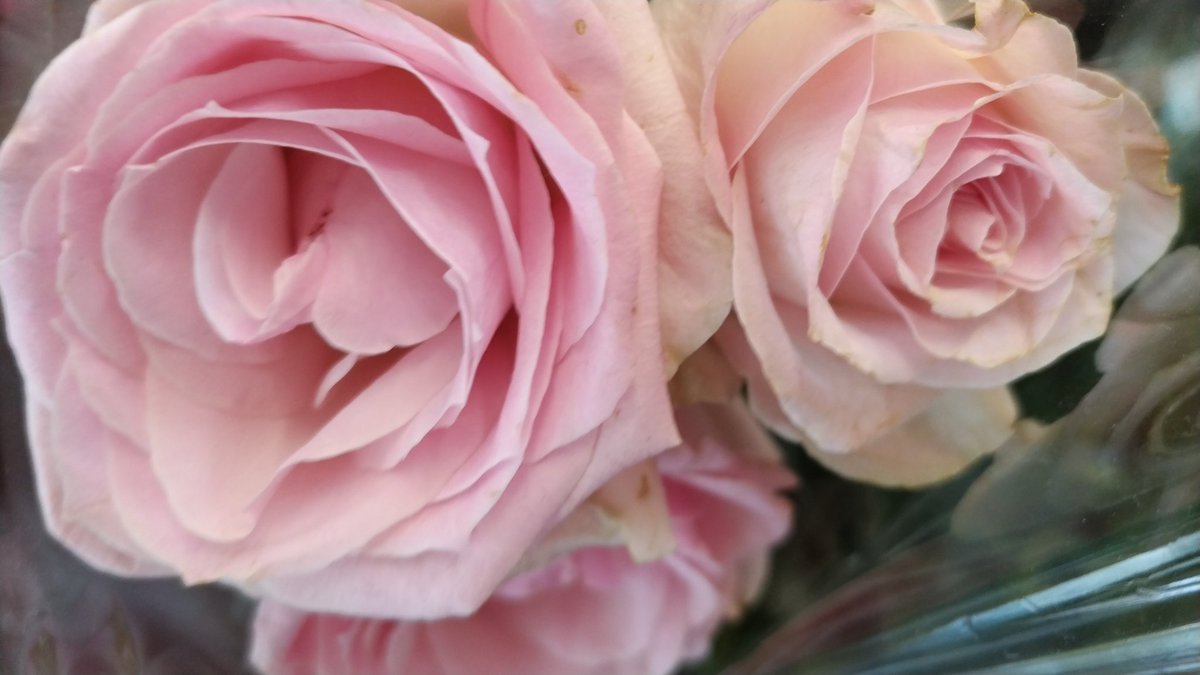 gCnDzEWjLnCXIGO's tweet image. #TLをお花でいっぱいにしよう 
 #Flower