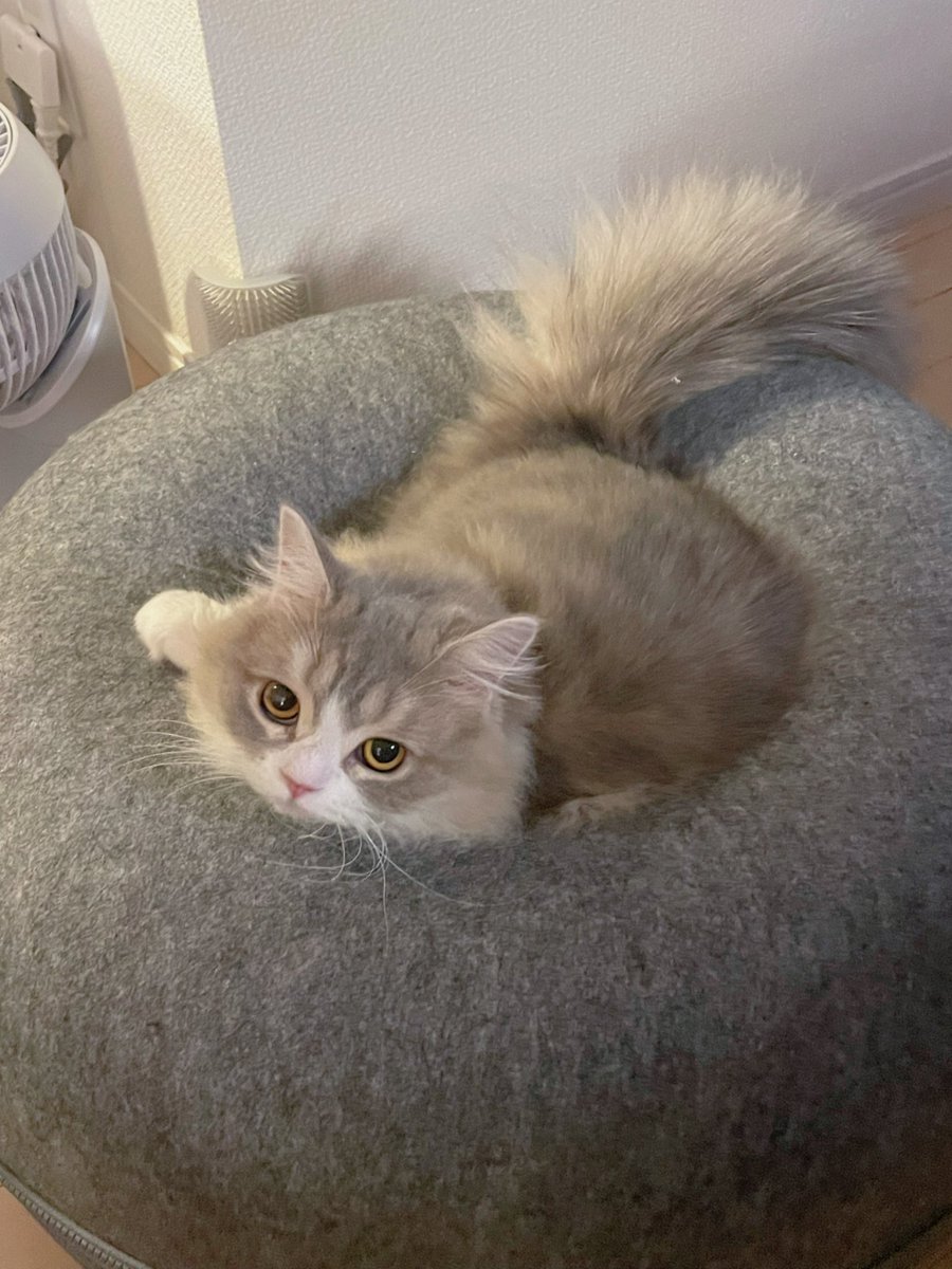猫野みみ tweet media
