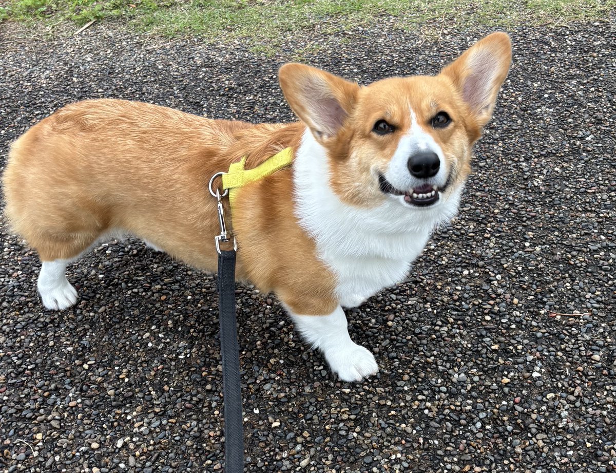 コーギー🐶 パンナ ︎︎ ♀ tweet media