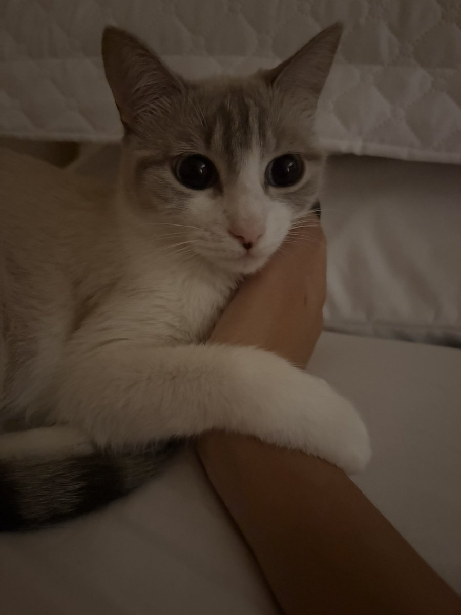 𝓯𝓮𝓵𝓲𝓬𝓲𝓪 ₊⊹Ი︵𐑼 🫧 VAI VER O EN-7 tweet media