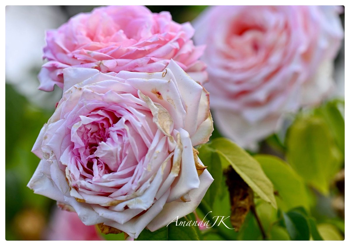 AmandaJK_'s tweet image. Good Morning 𝕏 ☕️

Have a terrific Tuesday 🤍
Wishing you all a wonderful day 🩷

If you’re still enjoying Monday night, have a relaxing evening🌙🤍

#MyPhoto #Photography #rose