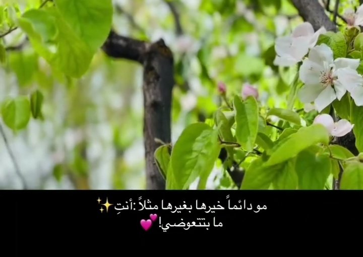 أسيل 🇯🇴 tweet media
