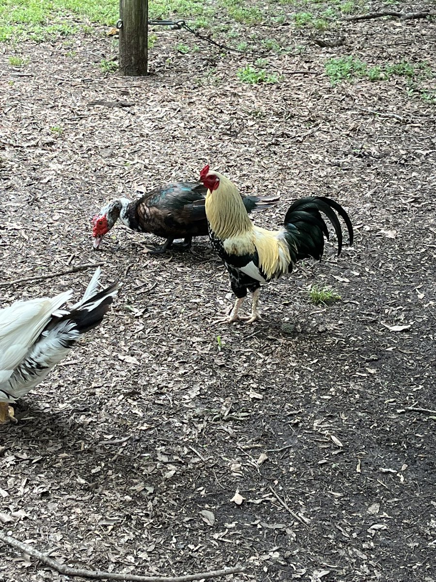 gerardgraves22's tweet photo. I FOUND COCK. https://t.co/SIK9NQPdrw