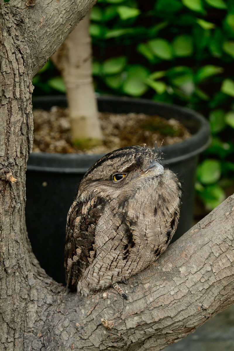 ガマグチヨタカ

なんだか鳥のフォルムを超越してる気がします