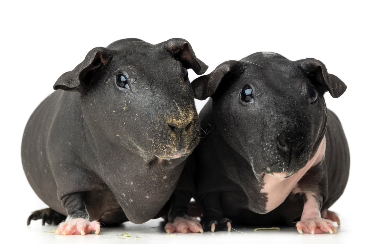 eattheacld's tweet photo. everyone knows cheesecake but pls allow me to also introduce dorothy and blanche who are also very cute and slightly less fuzzy 🫶 https://t.co/jlZNWDZKk0