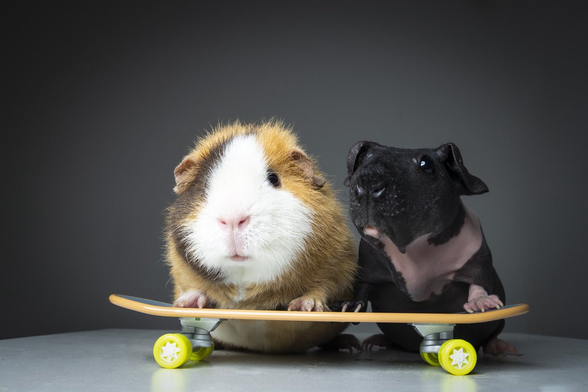 eattheacld's tweet photo. everyone knows cheesecake but pls allow me to also introduce dorothy and blanche who are also very cute and slightly less fuzzy 🫶 https://t.co/jlZNWDZKk0