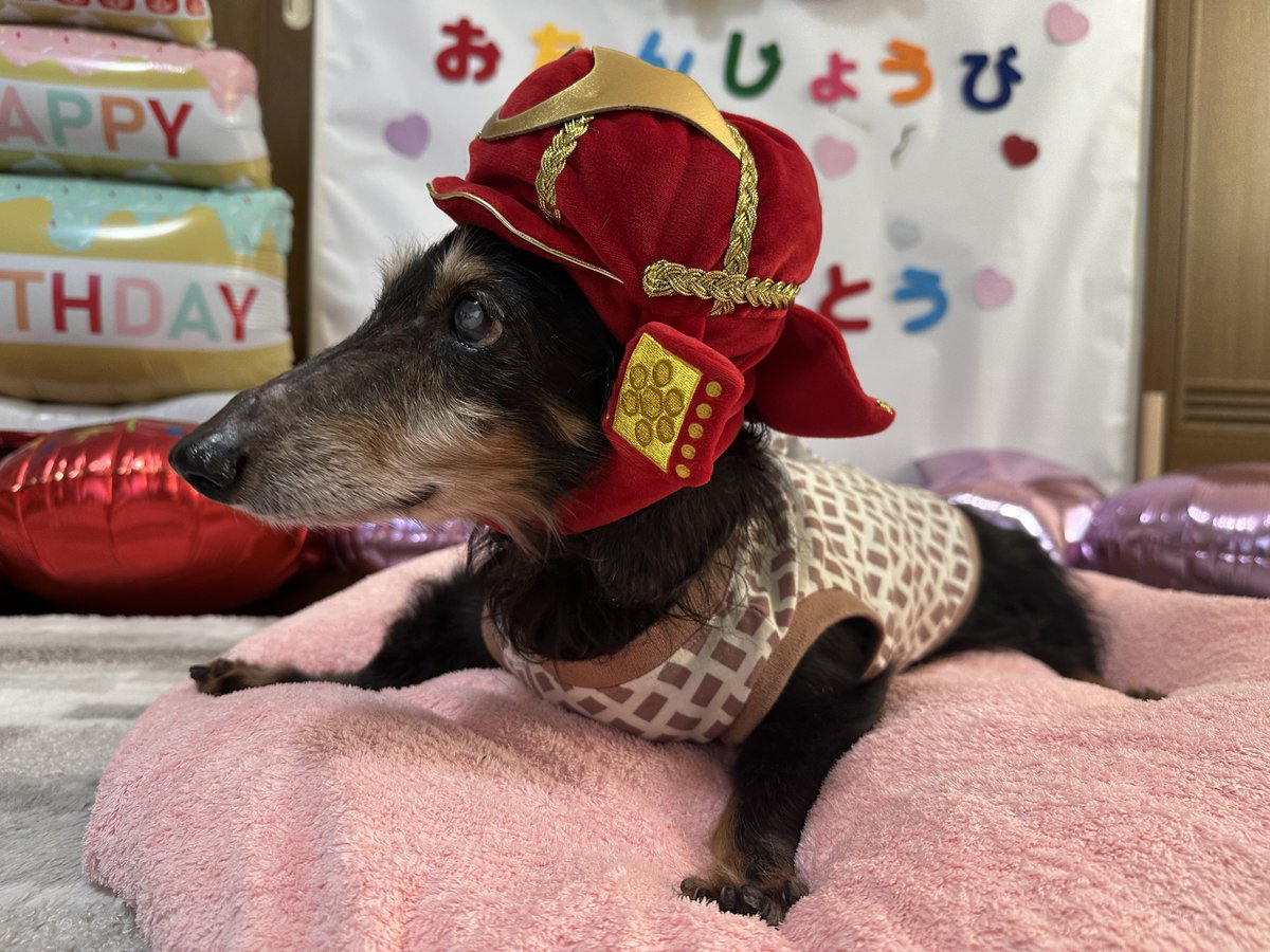 𝑻𝑨𝑪𝑪𝑯𝑰𝑵𝑴𝑨𝑵🐶 tweet media