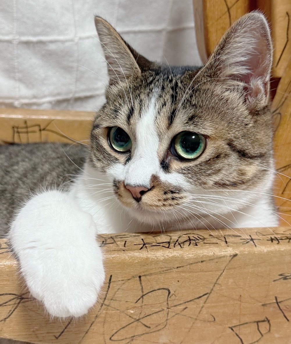 つくきな❤︎ココテテ🐈‍⬛⸒⸒⸒⸒🐾 tweet media
