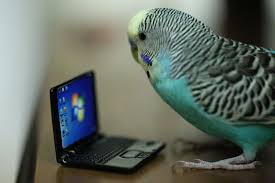 nina's computer tweet media