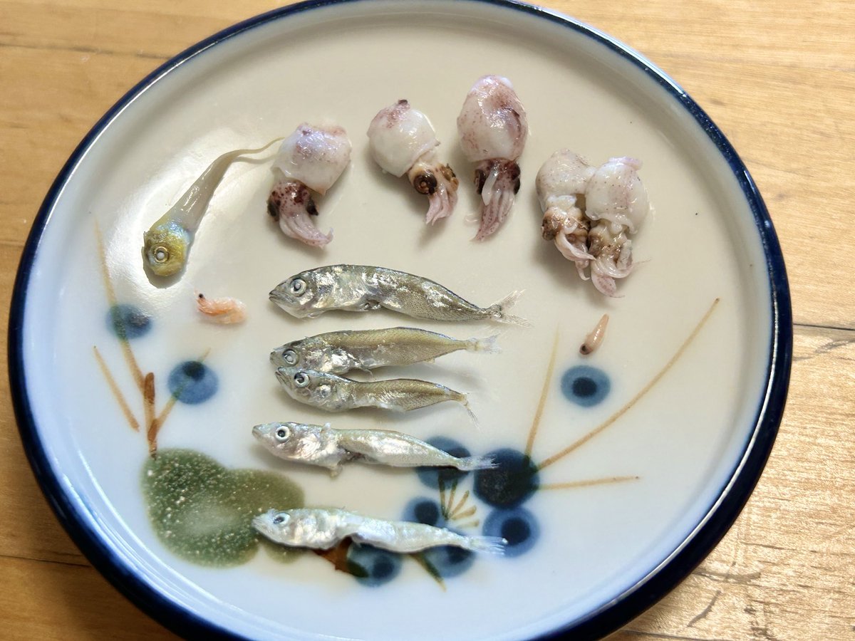 komapict's tweet image. 今日は肉団子弁当🍱
ちりめん買うたびにモンスター探しやっちゃう民です #突撃となりの狛ごはん #弁当 #lunch #cooking #ryouri #gohan