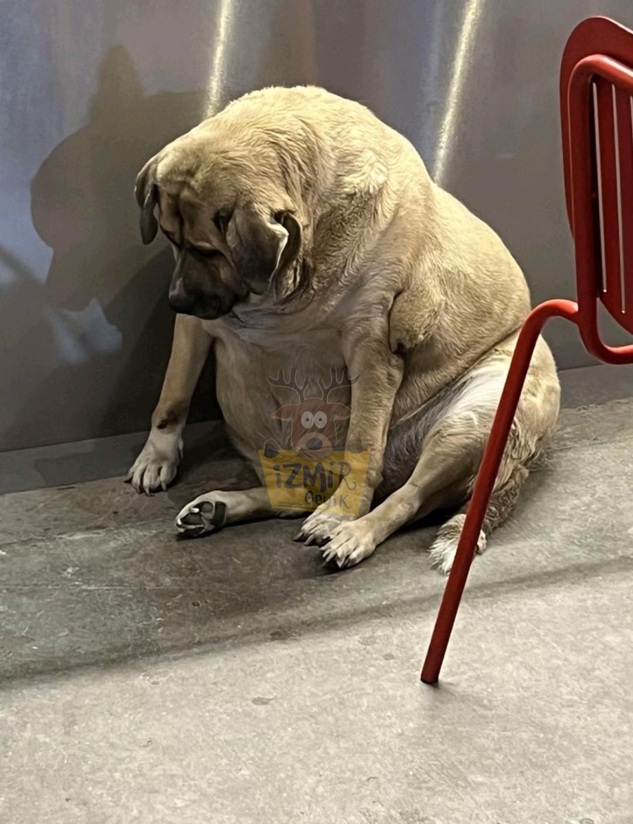 Pendik'te Başıboş Köpek Sorunu tweet media