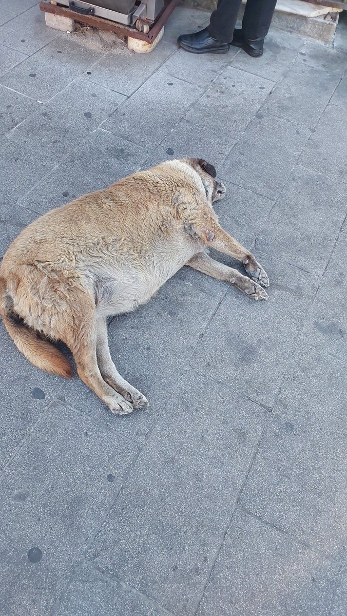Pendik'te Başıboş Köpek Sorunu tweet media
