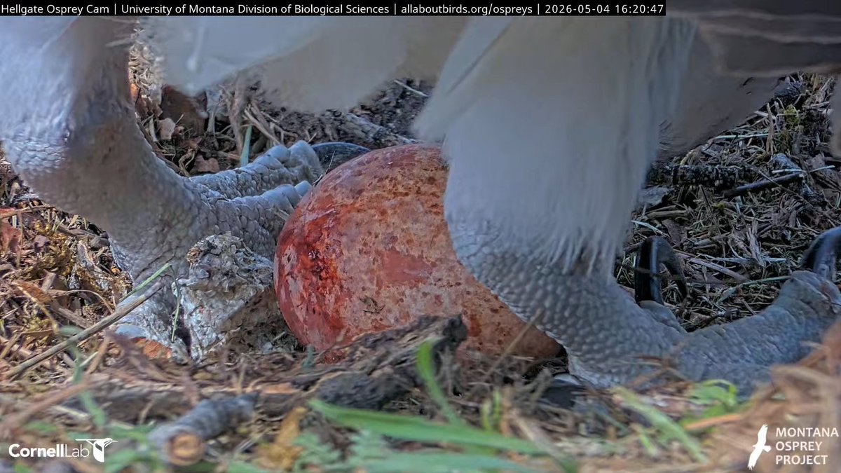 Hellgate Osprey tweet media