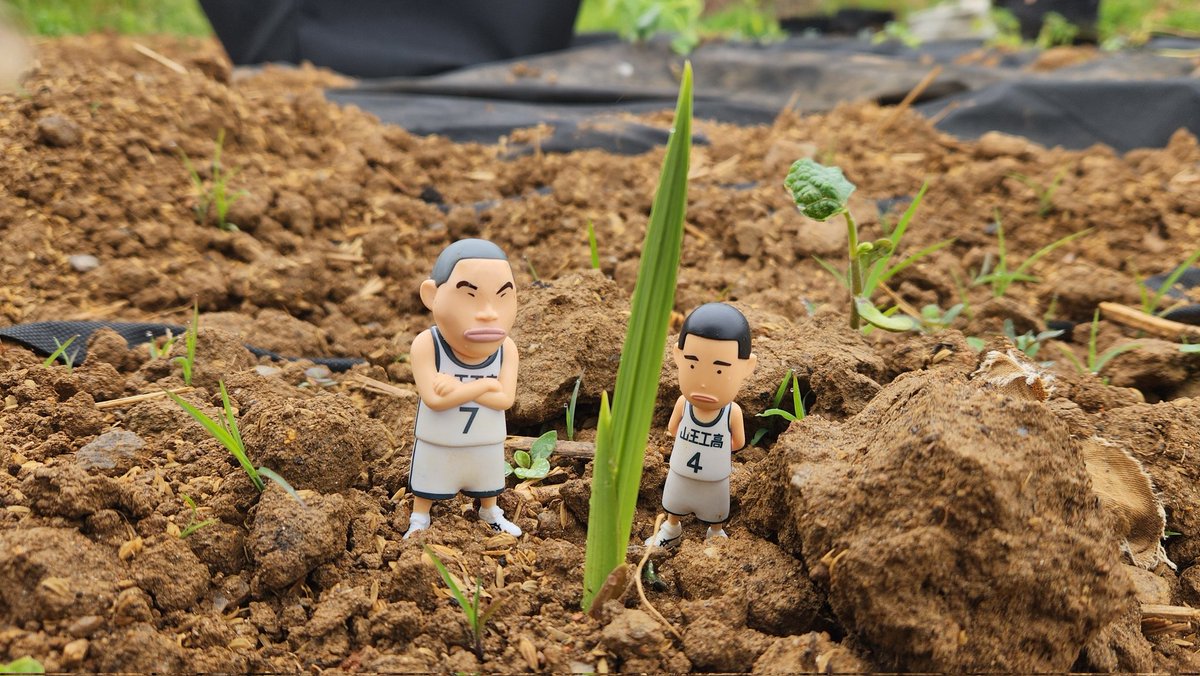 sannoh74farm's tweet photo. 이 새싹도 작년에 본거 같지 않냐 명헌아
왜냐면 같은 걸 심었기 때문이지. https://t.co/TB6QEUKxBC