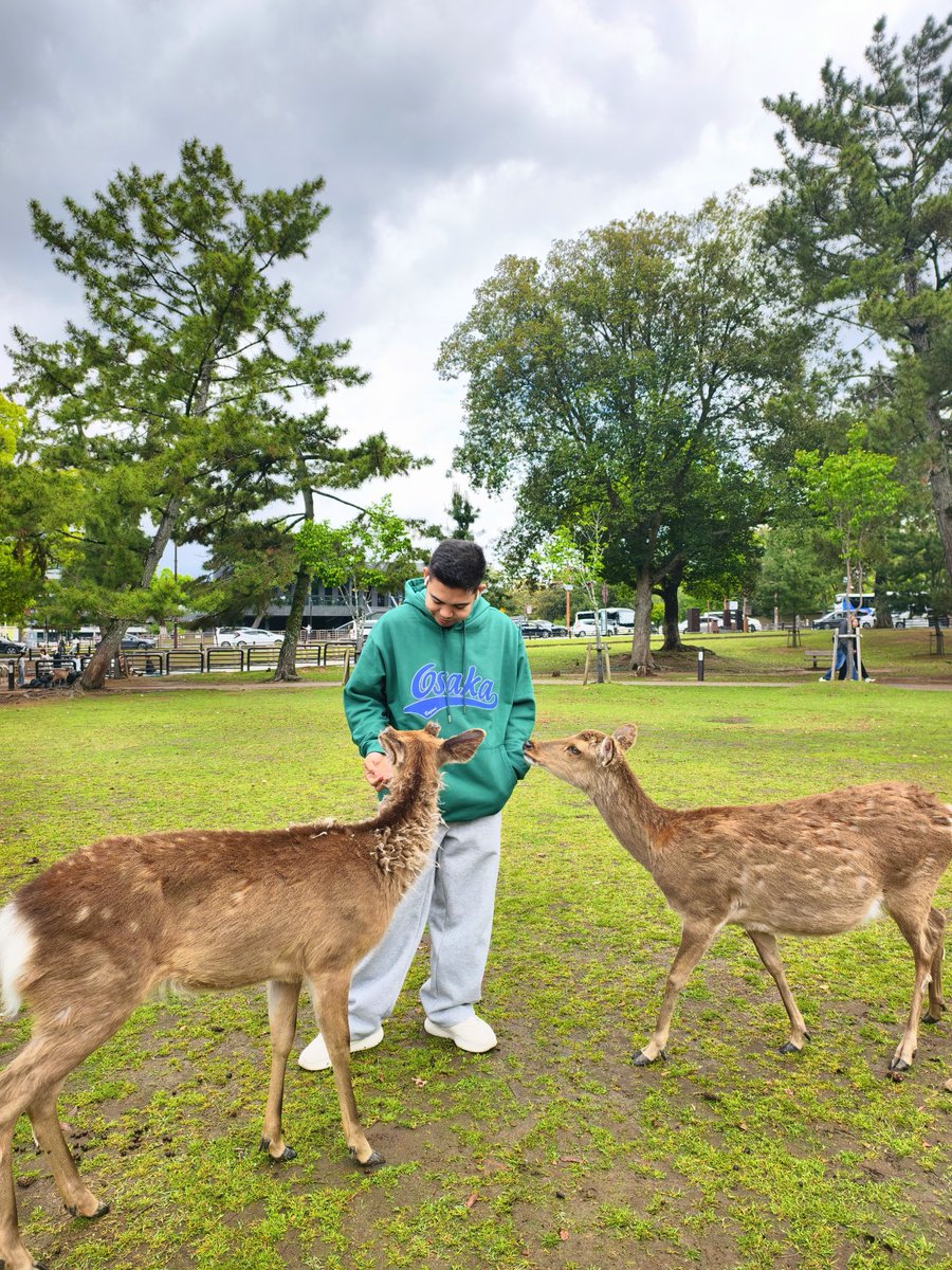 babykosiky's tweet image. new friends 🦌🇯🇵
#nara #deer #Japan