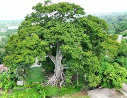 forestar247's tweet photo. Al celebrarse por primera vez, el día del árbol un 5 de mayo, se cree que esta es la fecha esignada. @BautaRojas @cameliazul @laurayosiam @LuisTorres_RD @marcosbarinas @mateonova06  @MenoGerez @MaenaSoy @NancyKheiry @Osirisdleon @PankyCorcino @RafaelGenao15 @radtke_md https://t.co/MzFjVCPuCo
