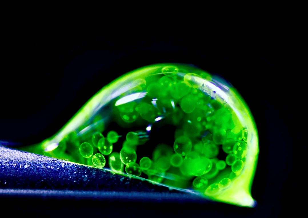 murphy_she78781's tweet image. Colonies of Volvox algae float around in a water droplet
#NextLevel