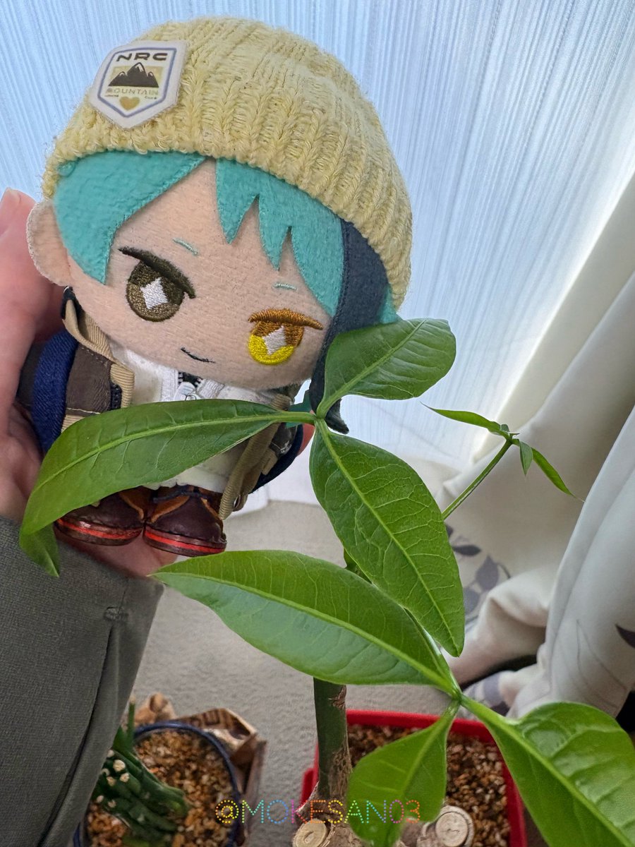 キノコを愛するぬい tweet media