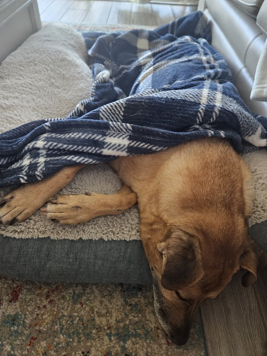 cinrui's tweet photo. After a long day of test, Bryson is finally home, resting peacefully!! 🫶The Veterinarian said he was the sweetest boy ever!! 🐕😇🙏 I won't get his results until Friday, so  keep up the prayers,  they are truly appreciated!! 🙏 🥰🤗 https://t.co/Xrx66xPnpI