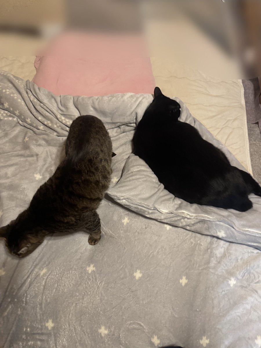 🐈‍⬛ニャンこっち🐾 tweet media