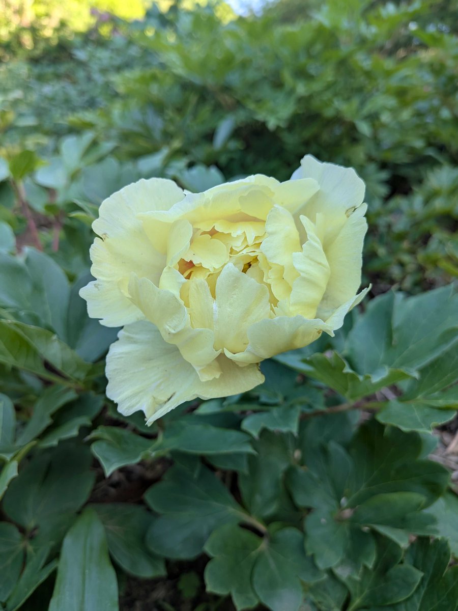 Peony-5