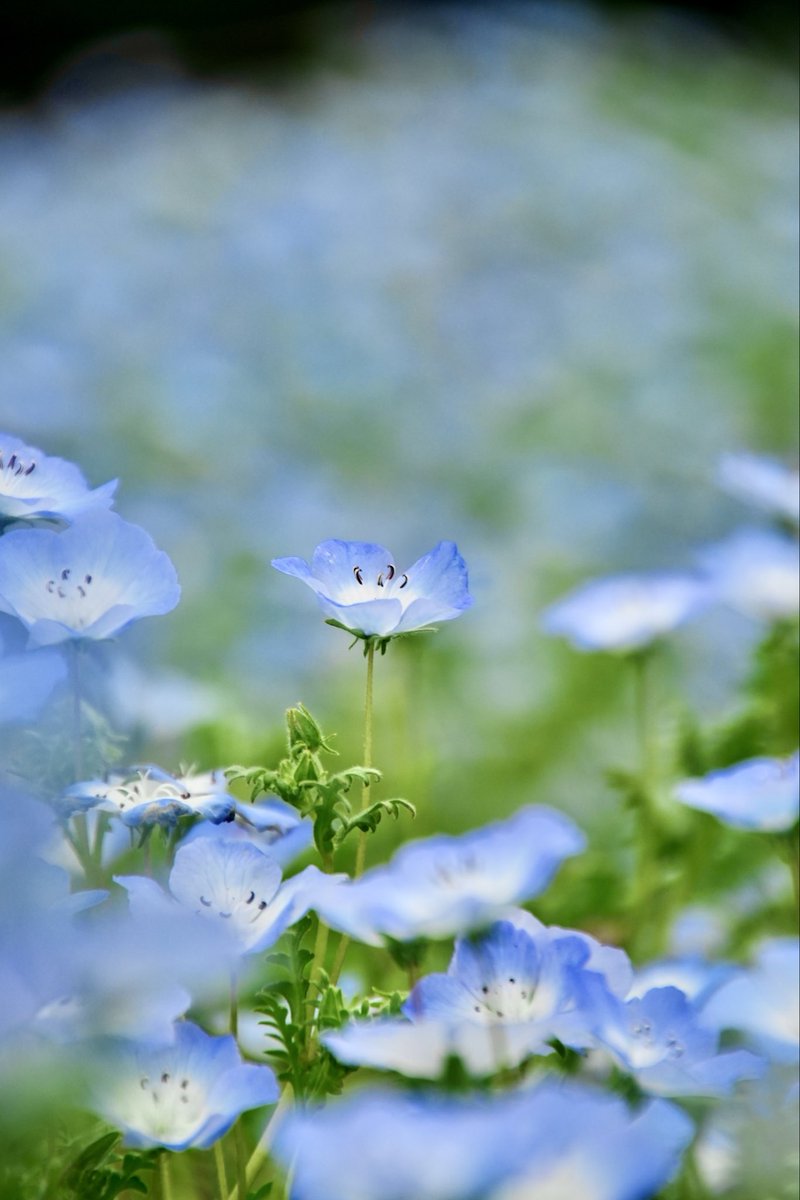 umeboshi3882's tweet image. おはようございます☺️

#TLを花でいっぱいにしよう #なばなの里 #flower