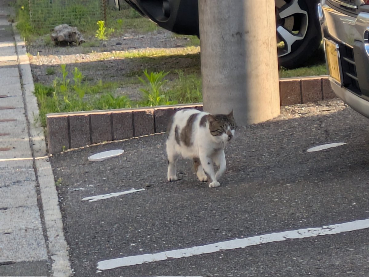 今朝のにゃんこ はじめましてー😊