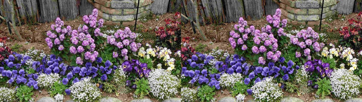 a2Jybqr9n3xzQqi's tweet image. 花の文化園（２５）
#3D, #立体視, #花, #花の文化園, #立体写真, #ステレオ写真, #stereoscopic