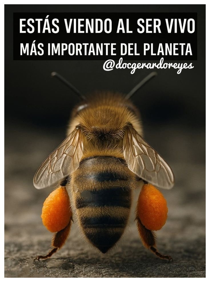 SIN POLINIZACIÓN NO HAY CULTIVOS 🌾
NO HAY ALIMENTOS 🥗
NO HAY VIDA 💛