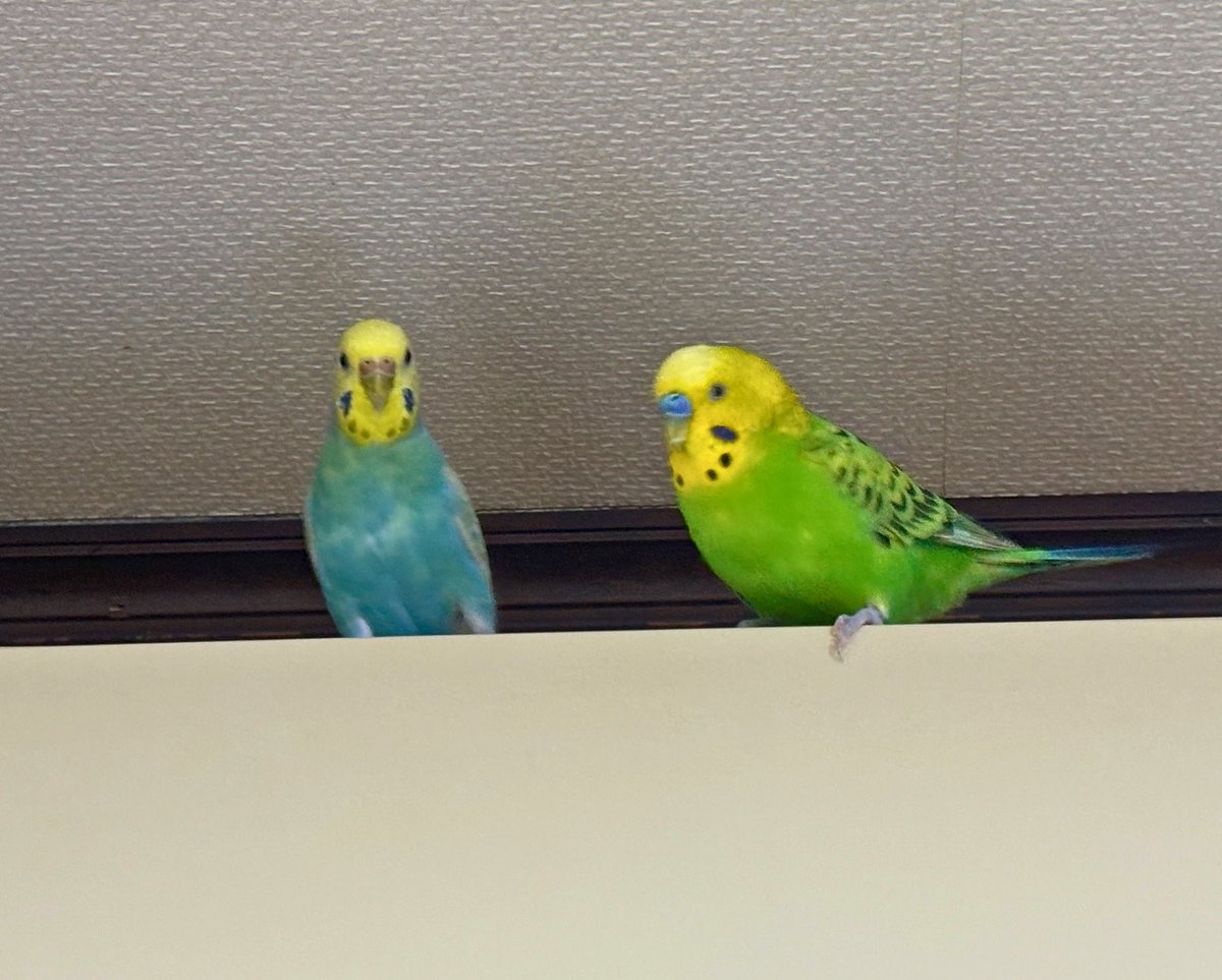 青銅キロン🪏 /新人Vブリーダー tweet media