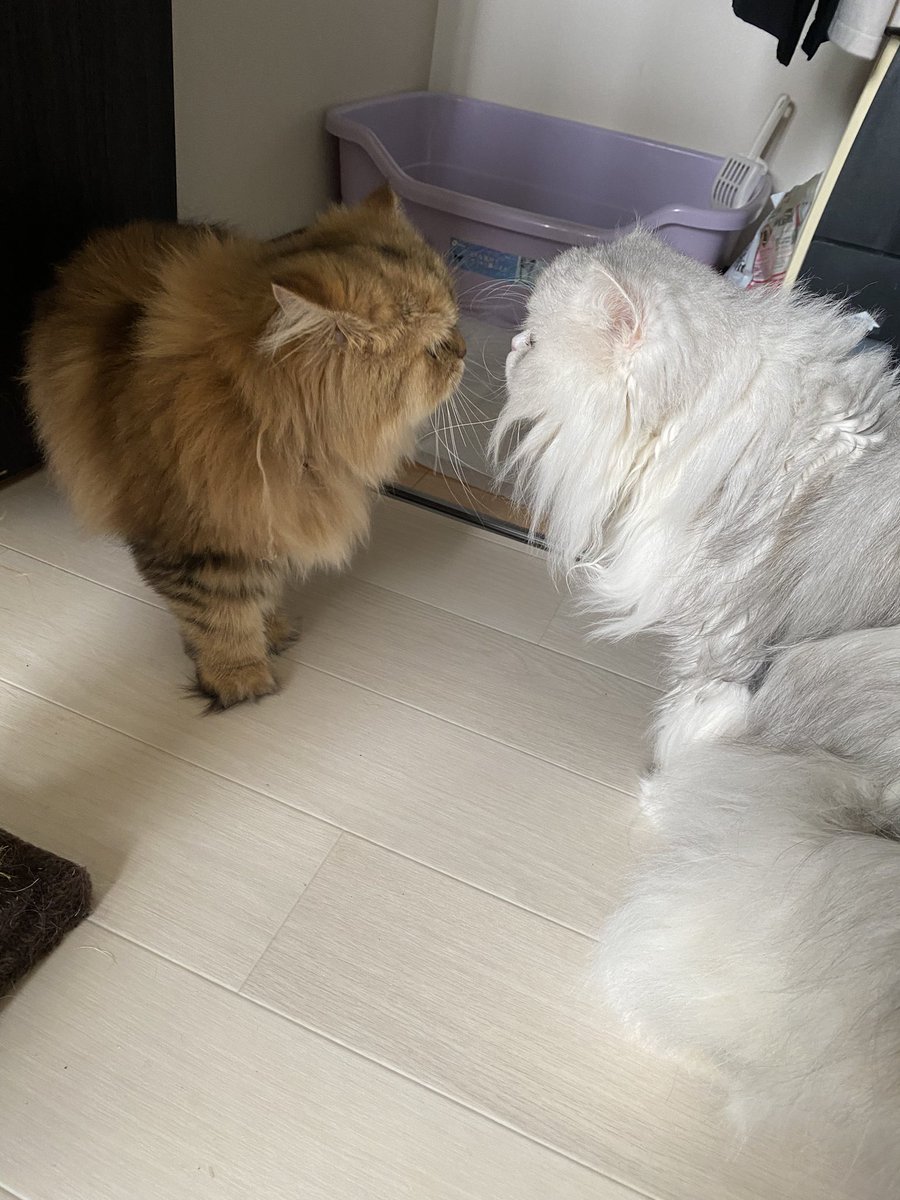 kusu_mai's tweet photo. お見合い💕
なかなか、合体しません
😵‍💫 https://t.co/sEuDoxdS0D
