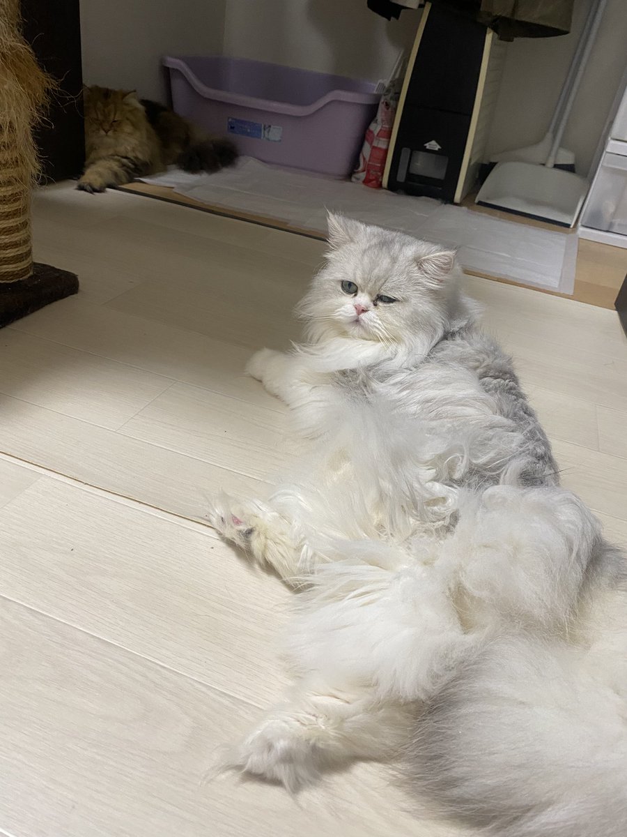 kusu_mai's tweet photo. お見合い💕
なかなか、合体しません
😵‍💫 https://t.co/sEuDoxdS0D
