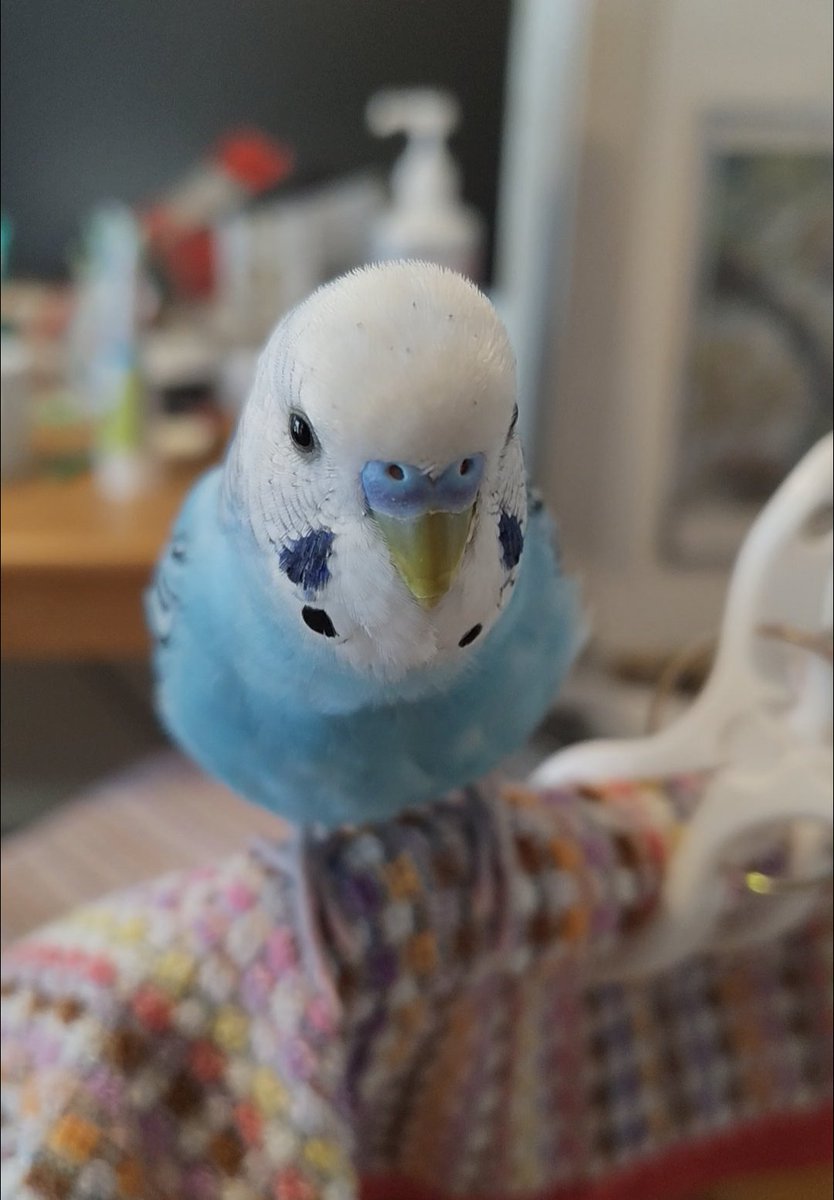 バジー tweet media