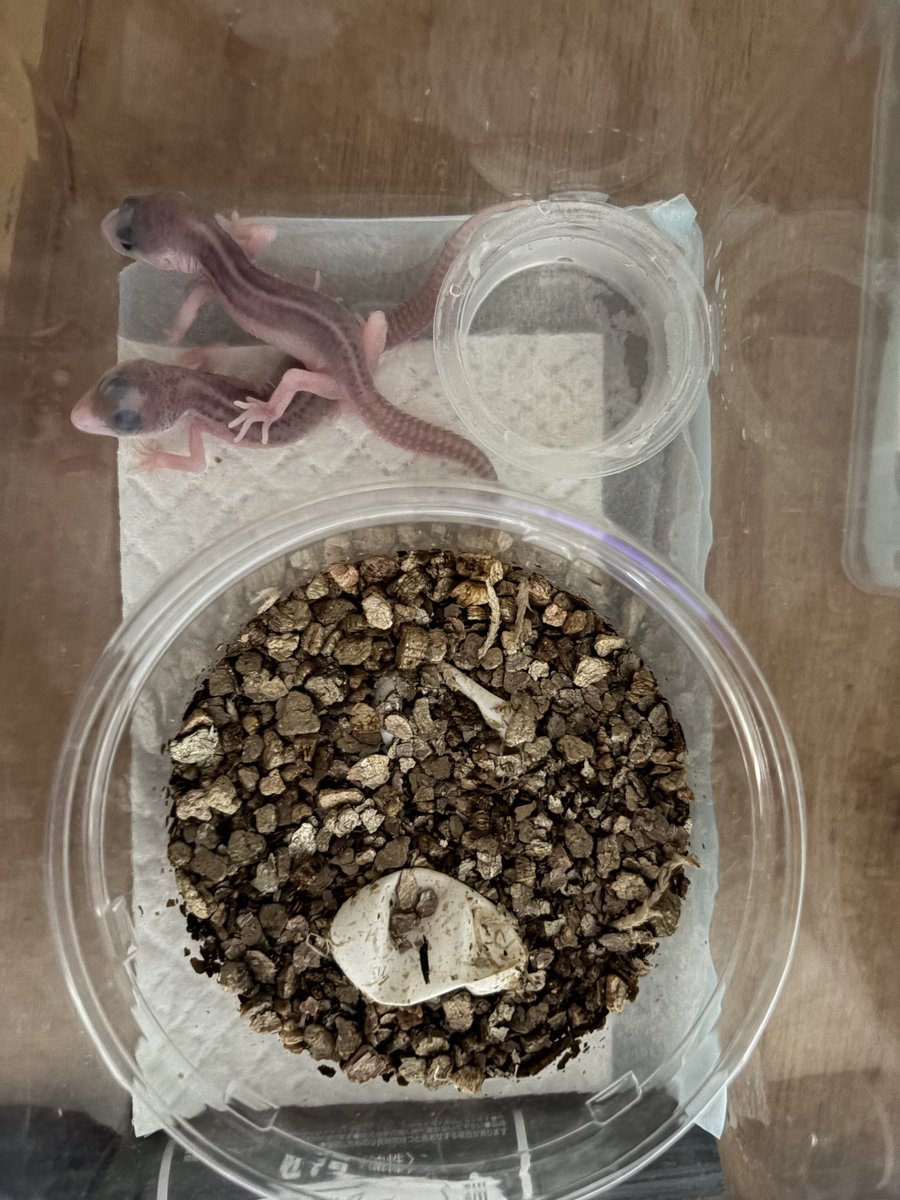 Reptiles_lab's tweet photo. #ヒョウモントカゲモドキ
#ギャラクシー誕生
今年は、少し孵化温度を下げて、メス狙い！ https://t.co/rPbqrP8vnO