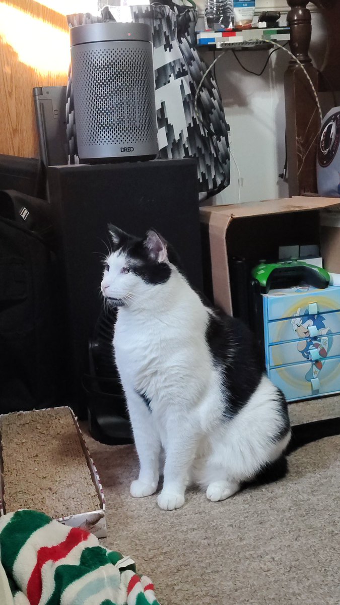 Optimus__13's tweet photo. @BocaBola_ The black and white kitty her name is Annabelle and the kitty in the basket his name is Fritter. https://t.co/P5qkkWuZv6