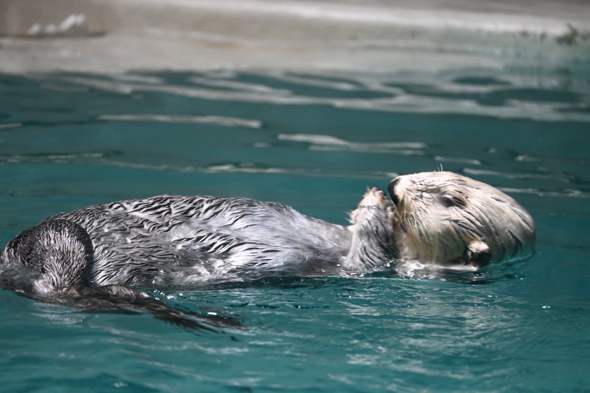 murasa19's tweet photo. 昨日は鳥羽水族館へ🦦
2時間待って見れるのが1分はやばすぎた😭　近くにミジュマル公園もあったよ🤭 https://t.co/L7SV1Yxonk