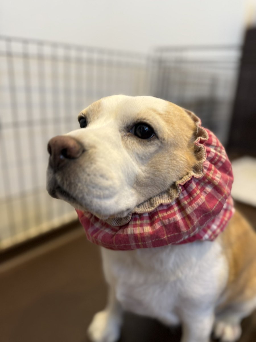 🐶♀リモーネ♀🐶 tweet media