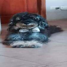 #PERDIDO #GUAYAQUIL
Nombre: #Panchito
Fecha: 2026-05-03
Sector: Norte, Vergeles por el Comisariato
Sexo: Macho
Raza: Schnauzer
Observación: Gris con las patitas blancas
Contacto: 0996671516
¡Ayúdalo a volver con su familia!
 #AlertaMePerdí